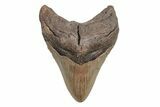 Fossil Megalodon Tooth - North Carolina #219960-1